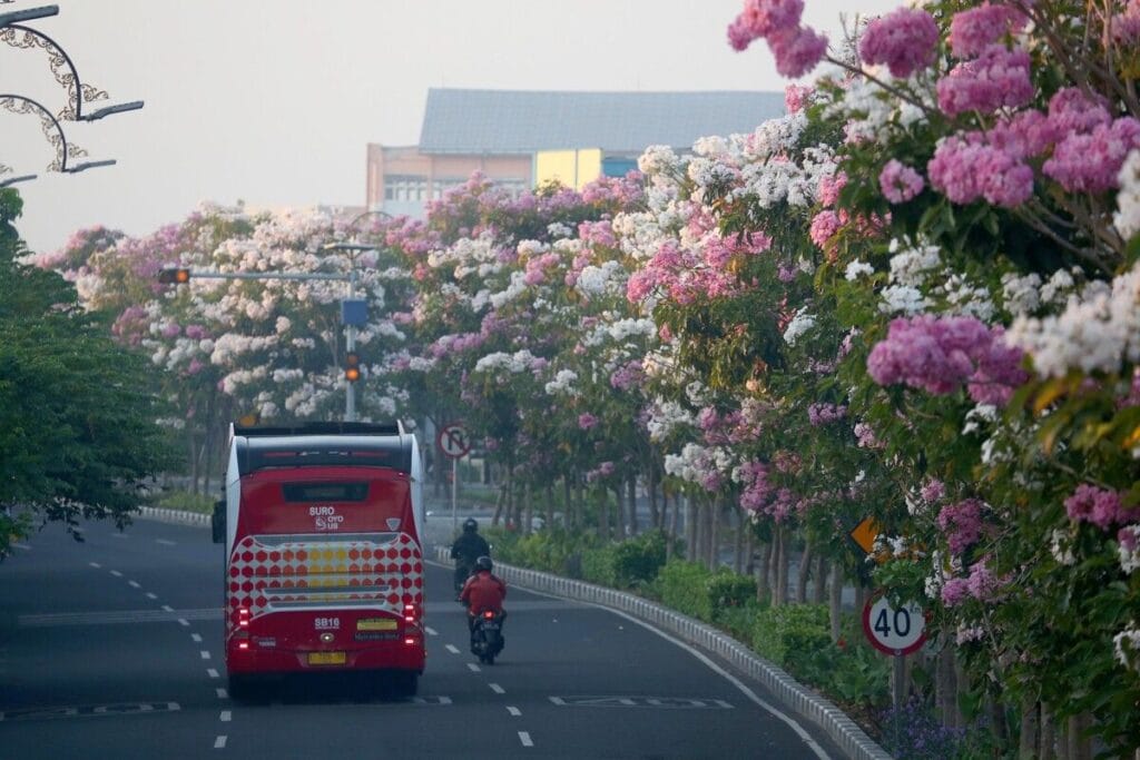 Bunga tabebuya bermekaran di sejumlah jalan protokol di Kota Surabaya, Jawa Timur(DOK. PEMKOT SURABAYA)