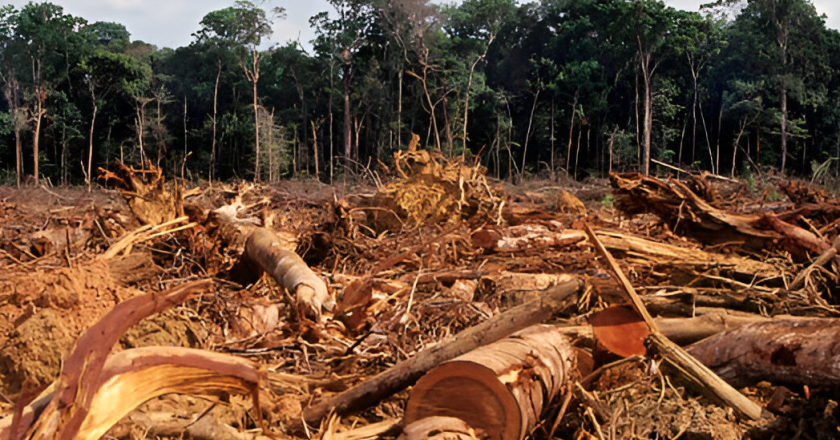Indonesia Harus Bergerak Cepat: Deforestasi Kalimantan–Papua Mengancam Keamanan Nasional
