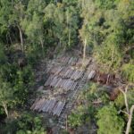 Negara Tegas Cabut Izin 28 Perusahaan Perusak Hutan