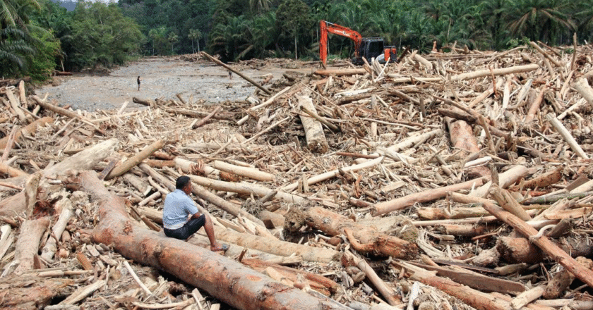 Kayu Gelondongan Sumut: Ujian Ketegasan Negara Menjaga Hutan dan Kedaulatan Ekologis