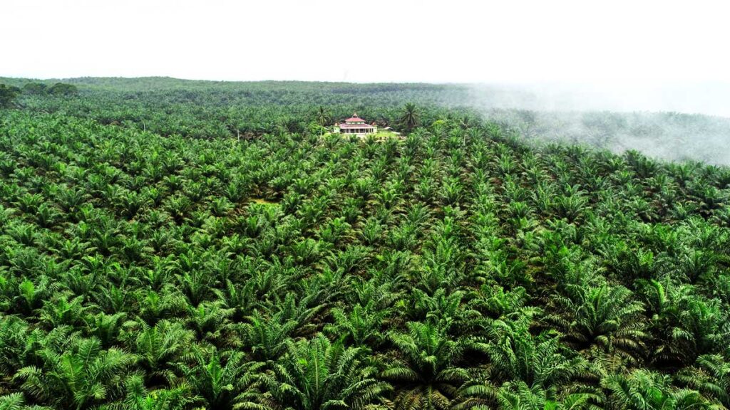 kebun sawit