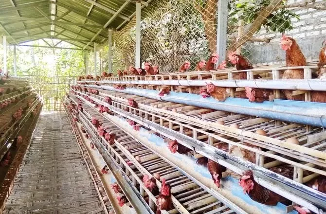 Danantara Jalankan Hilirisasi Ayam, Strategi Negara Menuju Kedaulatan Protein