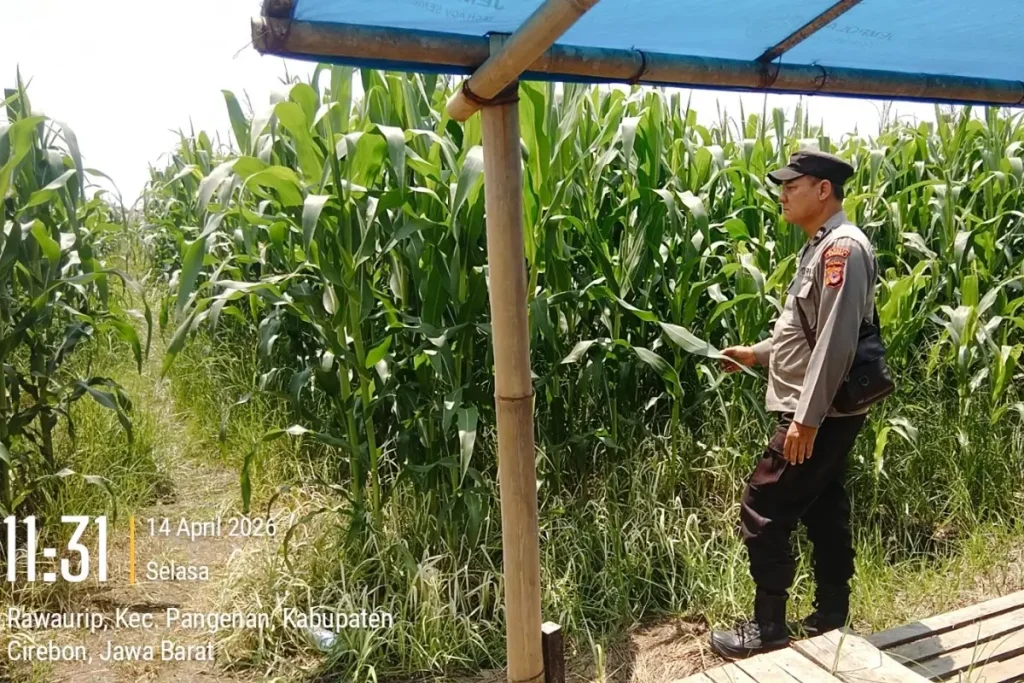 Polsek Pangenan Polresta Cirebon