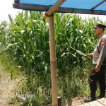Monitoring Jagung Pipil Cirebon, Polisi Cegah Gangguan Sejak Dini