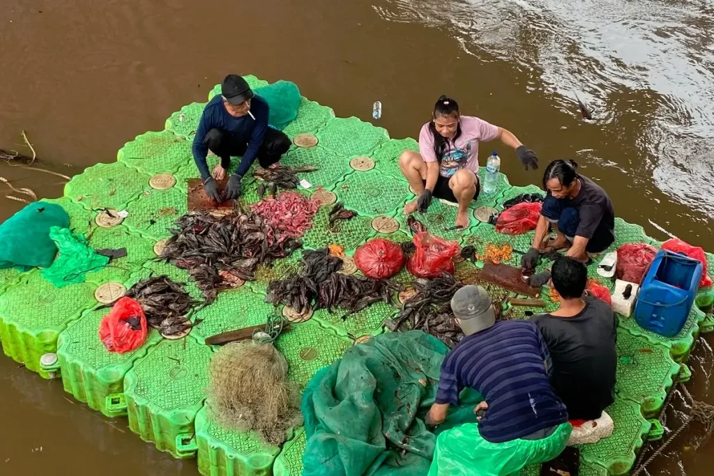 penangkapan ikan sapu sapu jakarta