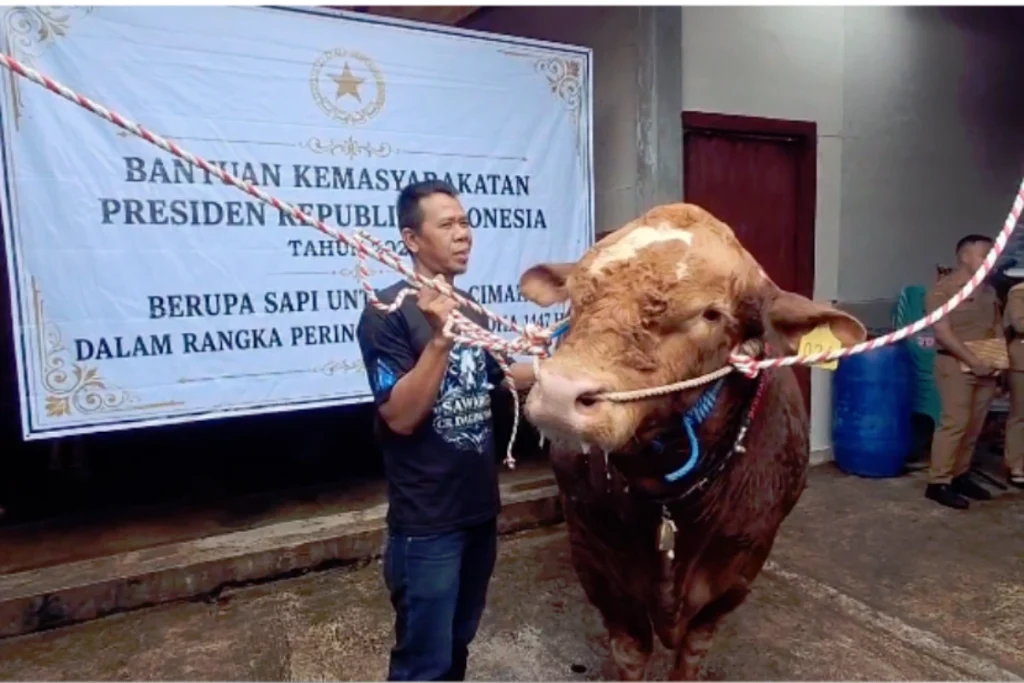 MUI sapi Kurban Presiden